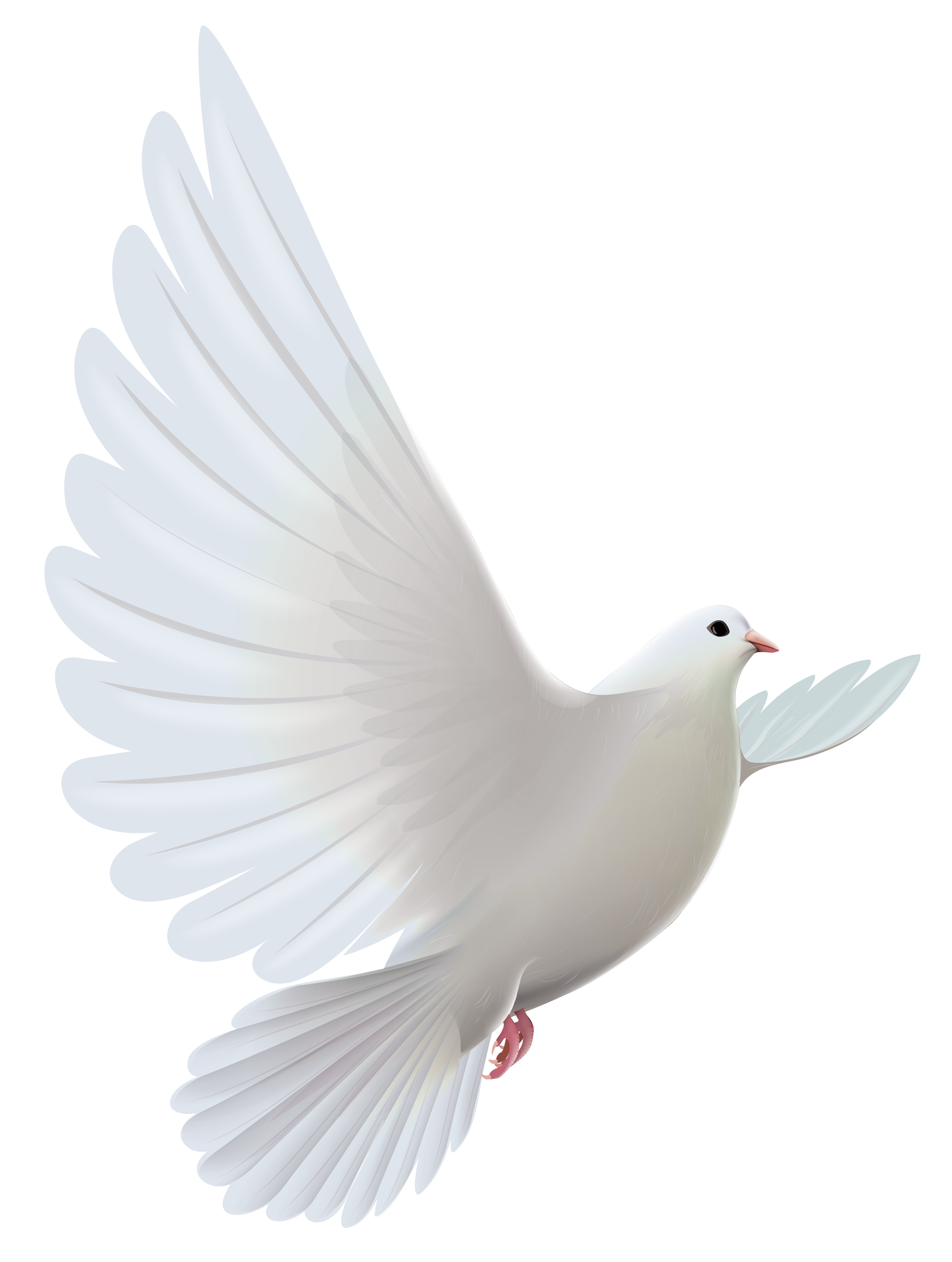 White Dove Transparent PNG Clipart.