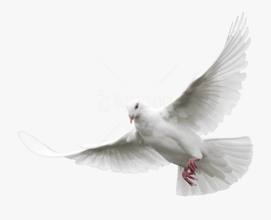 White Dove Flying Png , Transparent Cartoon, Free Cliparts.