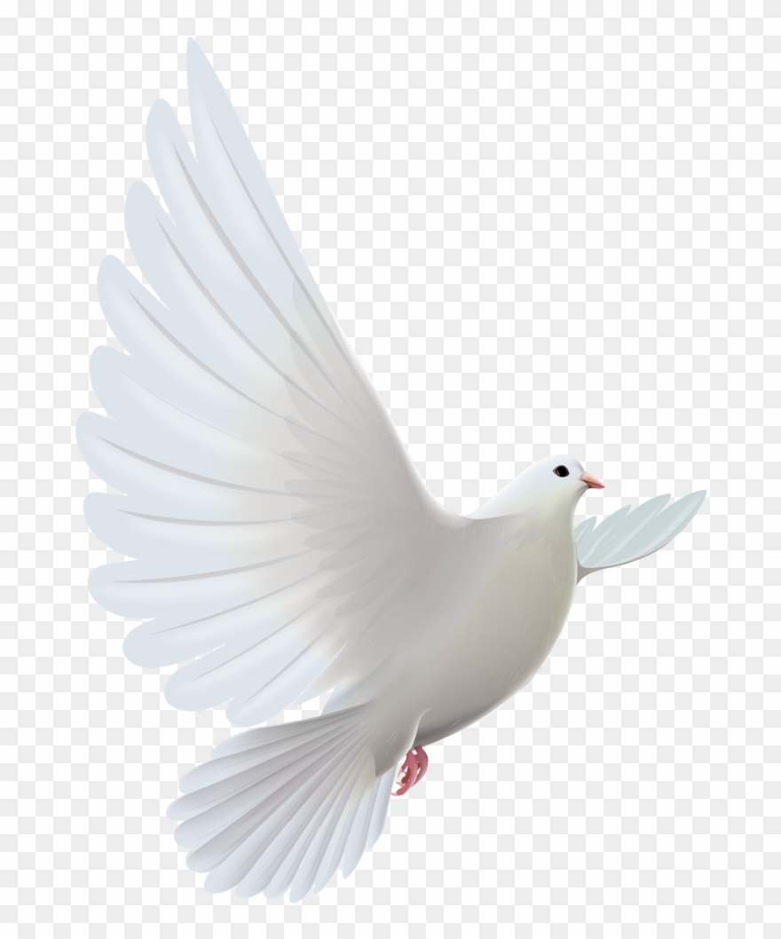 white dove png 10 free Cliparts | Download images on Clipground 2021