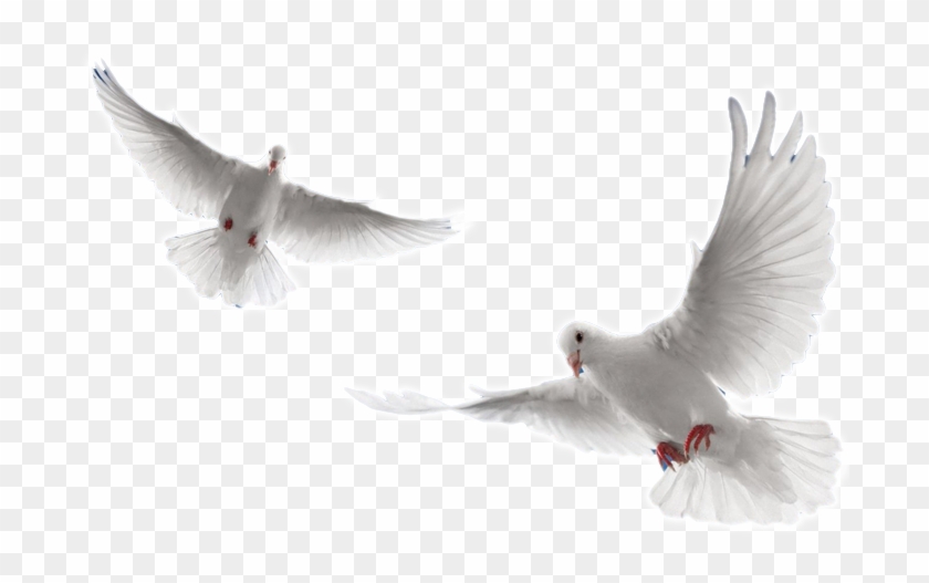 Holy Spirit Dove Png.
