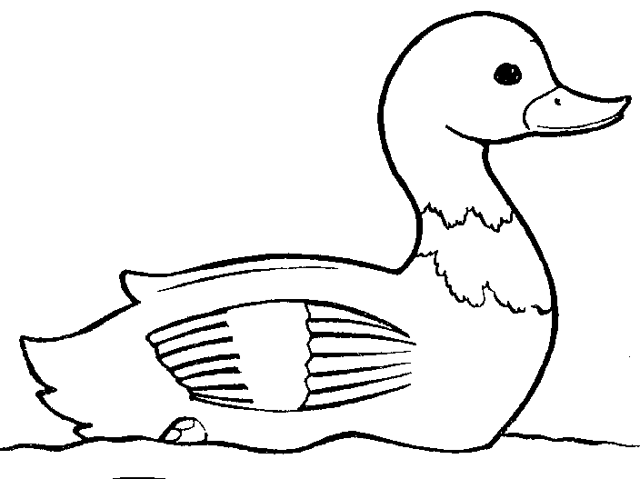 White Duck And Black Clipart.