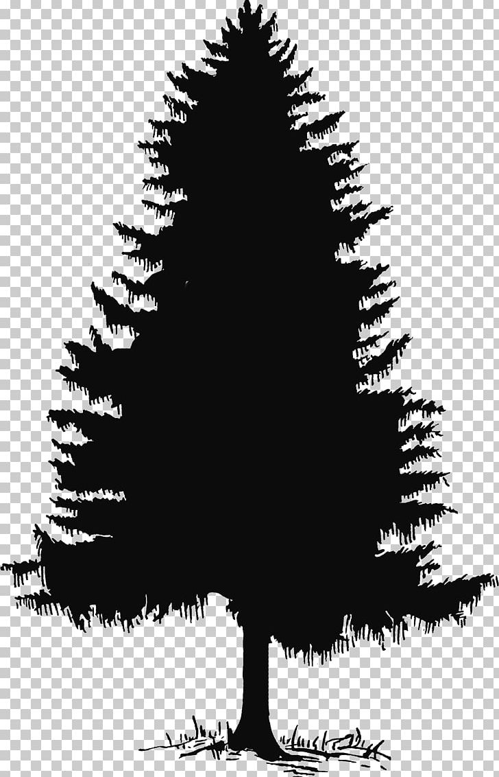 Evergreen Tree Pine Silhouette PNG, Clipart, Black And White.