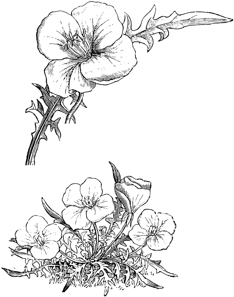 Habit and Detached Leaf and Flower of Oenothera Acaulis.