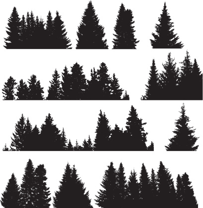 White fir clipart 20 free Cliparts | Download images on Clipground 2024