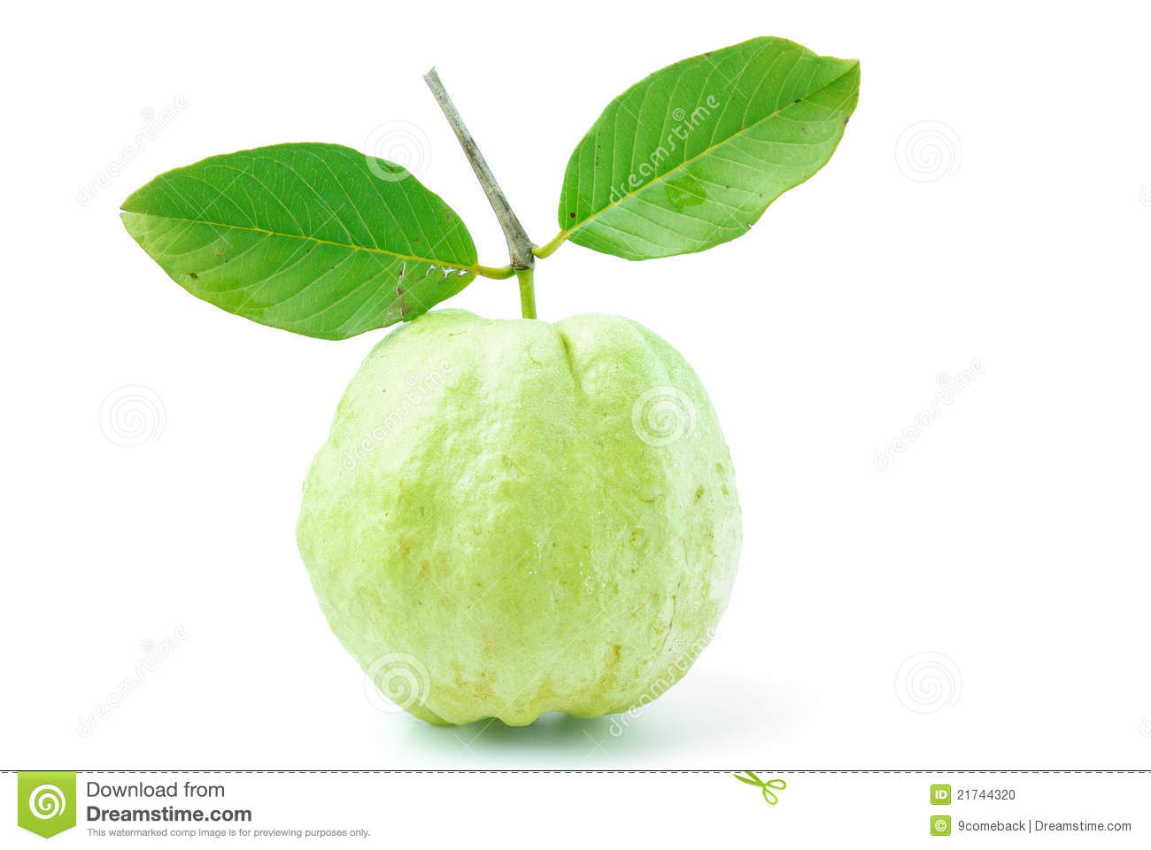 Guava Fruit Has Green Skin And White Flesh Vitamin C #aQla2j.