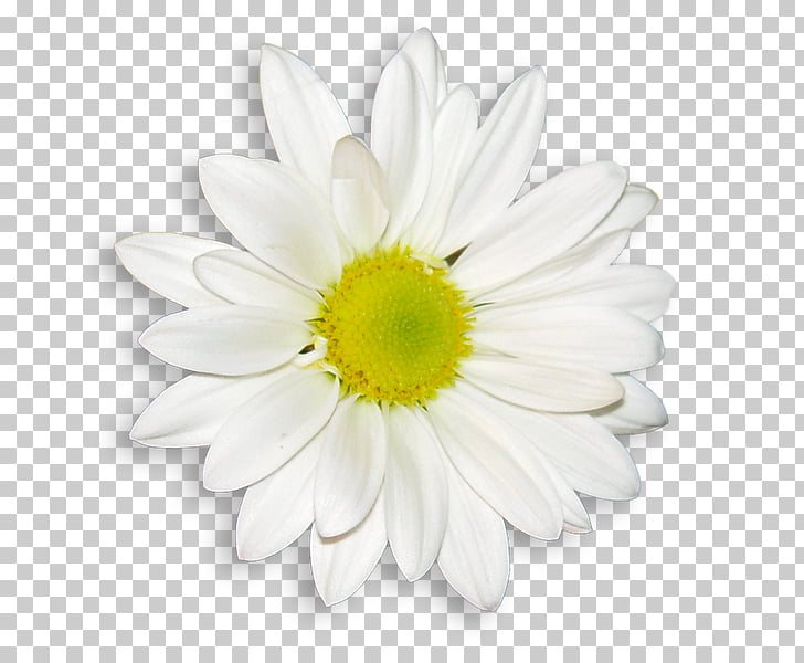 Common daisy Flower bouquet Wedding dress White, flower PNG.