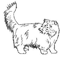 Persian Cat Clipart.