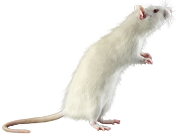 White Mouse PNG Clipart.