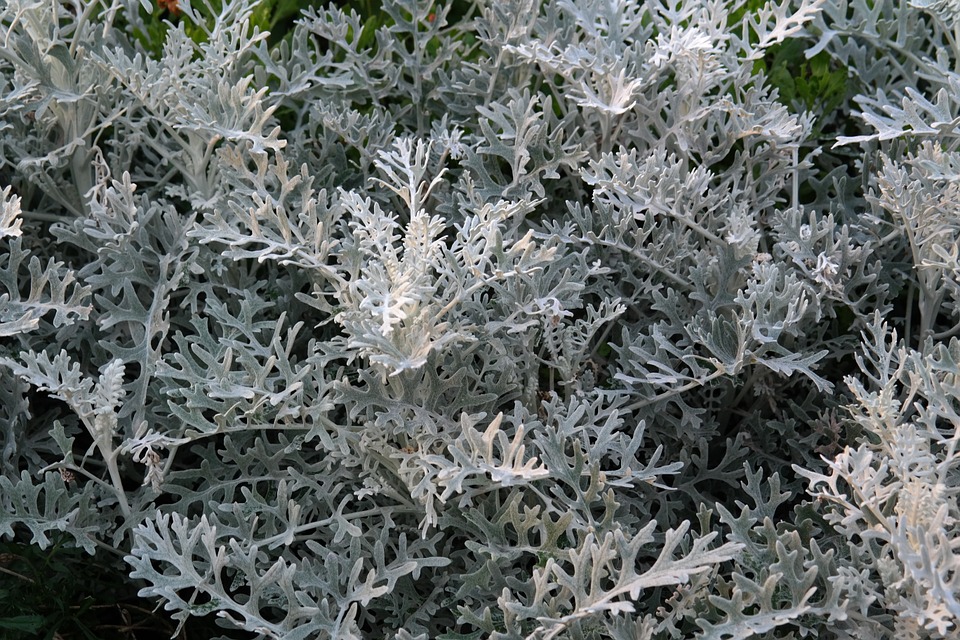 Free photo: White Fuzzy Groundsel, Plant.