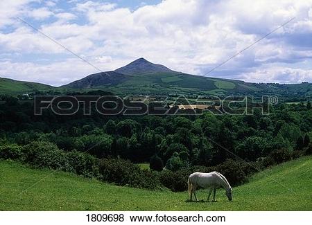 Pictures of White horse, Sugarloaf Mountain, Co Wicklow, Ireland.