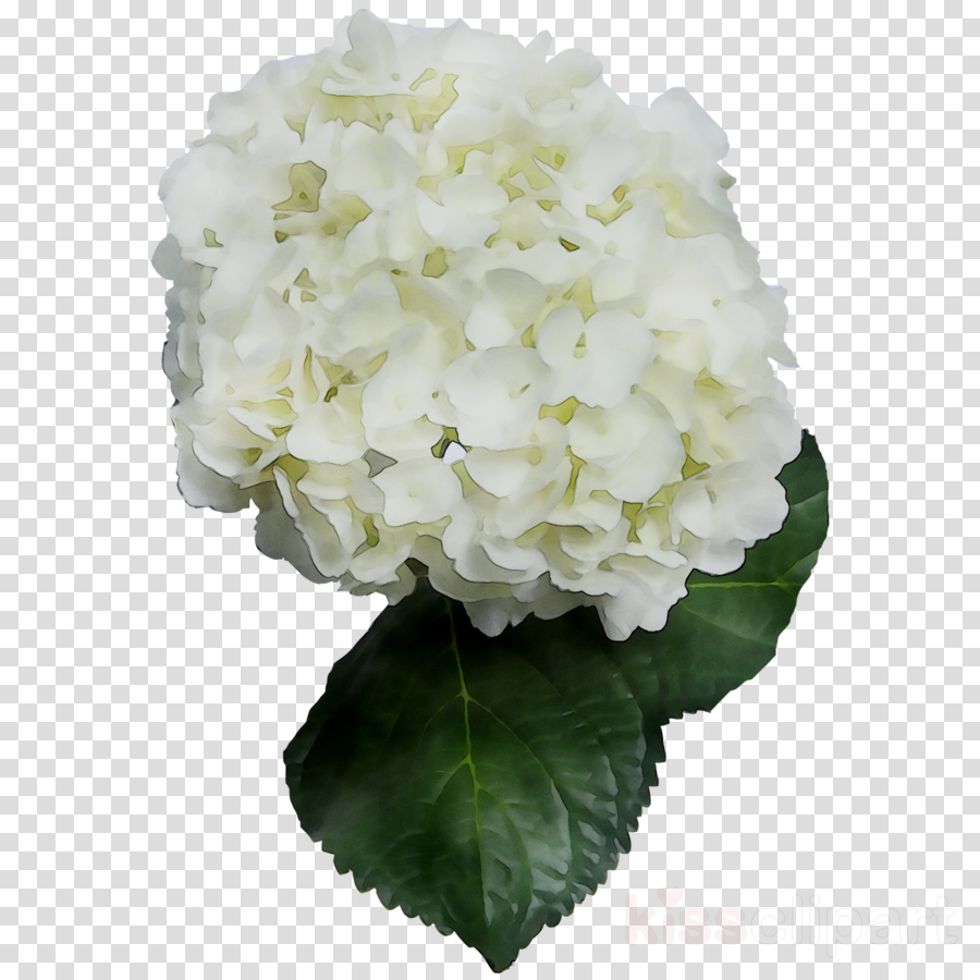 white hydrangea clipart 10 free Cliparts | Download images on