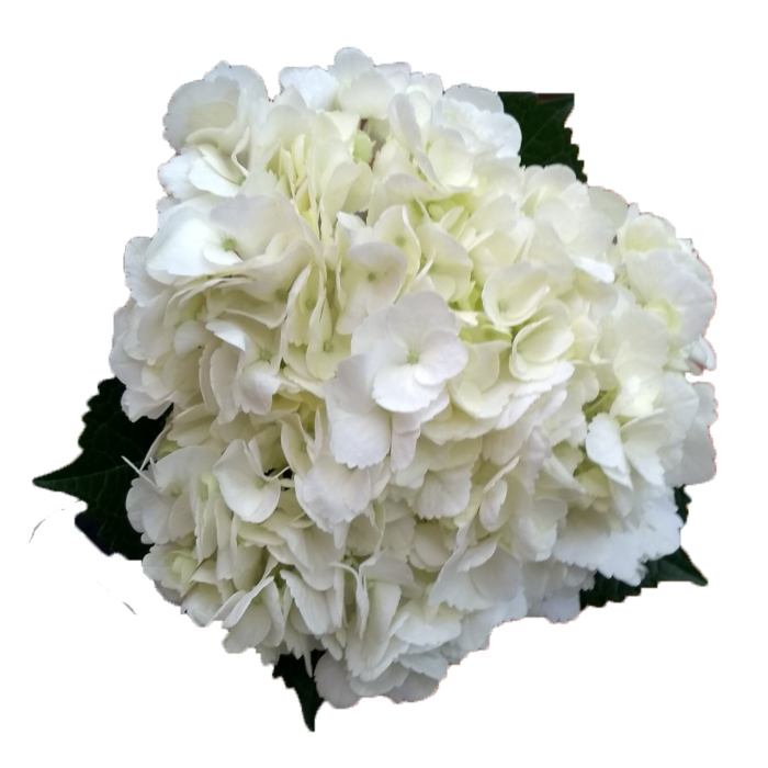 Hydrangea White Premium.
