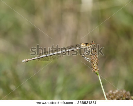 Dragonfly Nature Stock Photo 501449935.