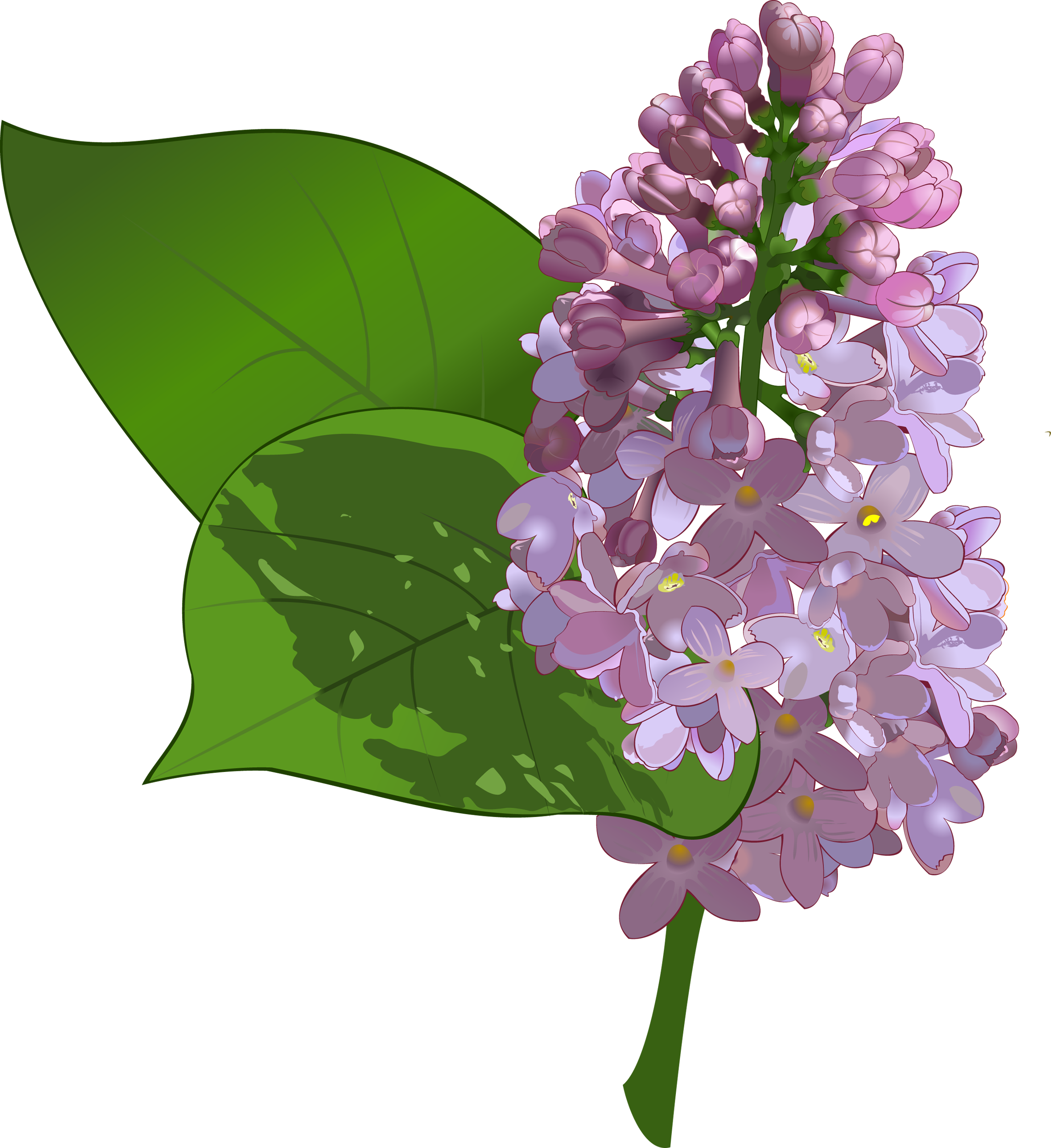 White Lilac Clipart 20 Free Cliparts Download Images On Clipground 2023