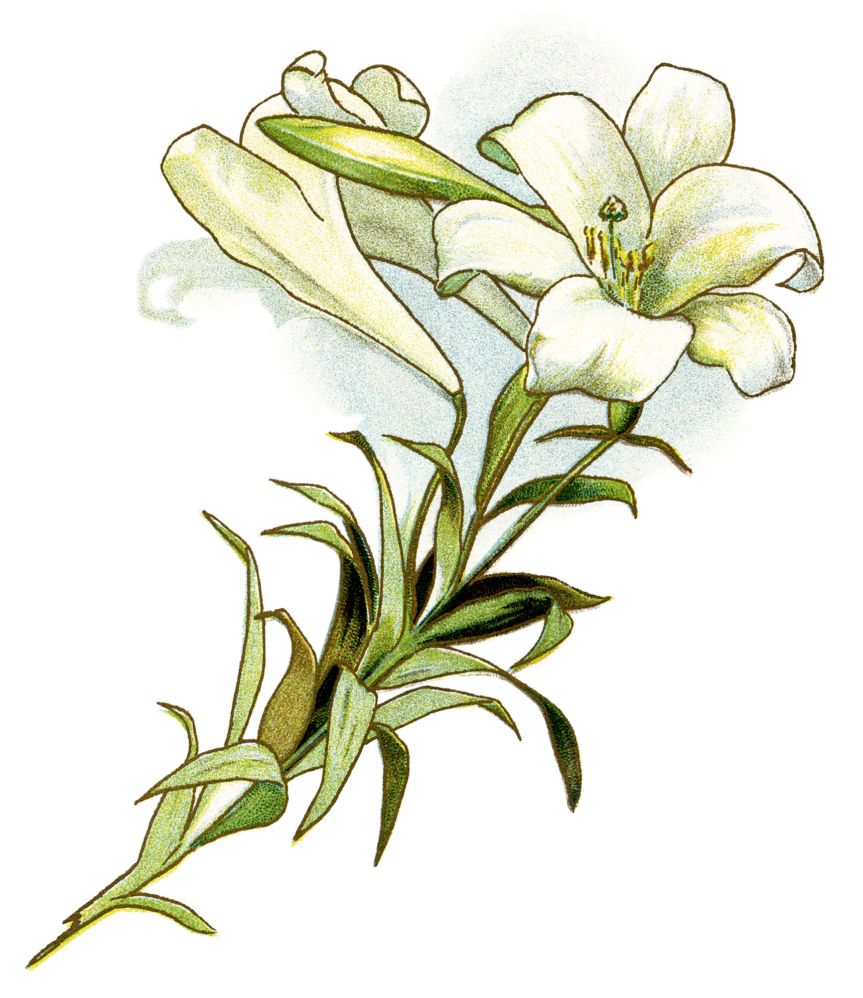 White lilies clipart.