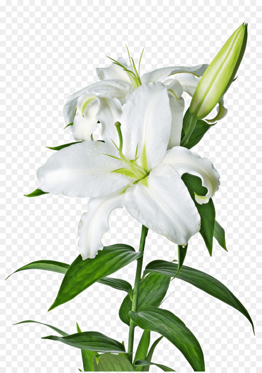 Easter Lily Background clipart.