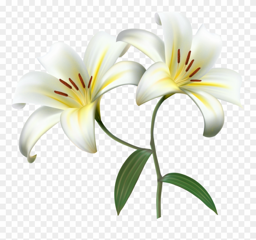 White Lilium Flower Decorative Transparent Image.