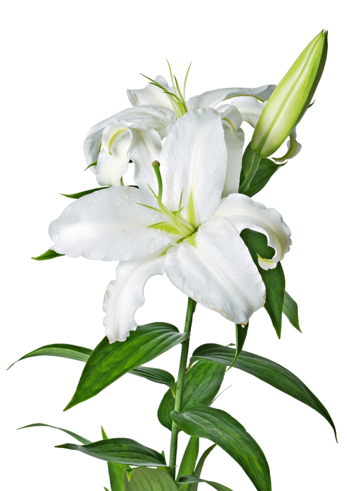 White Lilies Clipart.