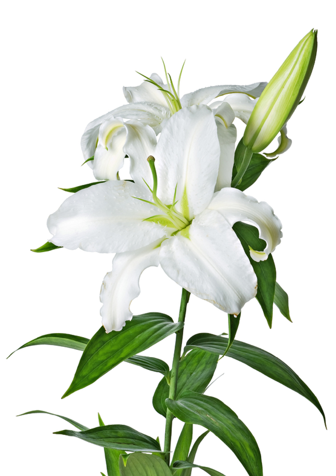 White lily clipart 20 free Cliparts | Download images on Clipground 2024