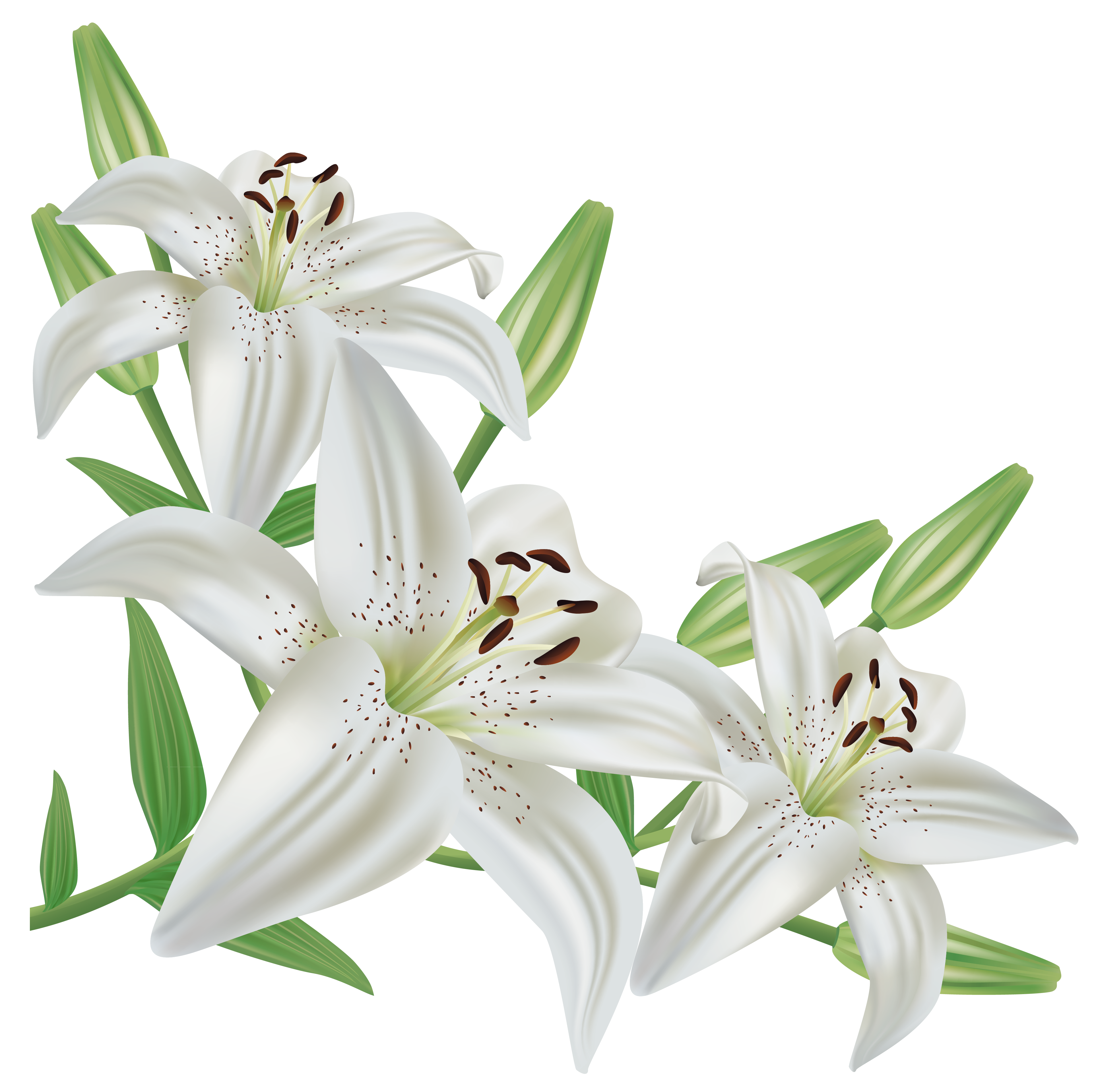 White Lily Clipart.