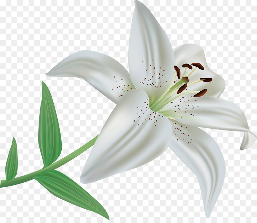 white lily images clipart 10 free Cliparts | Download images on