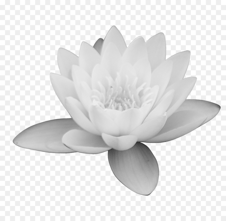 white lotus flower png 10 free Cliparts | Download images on Clipground