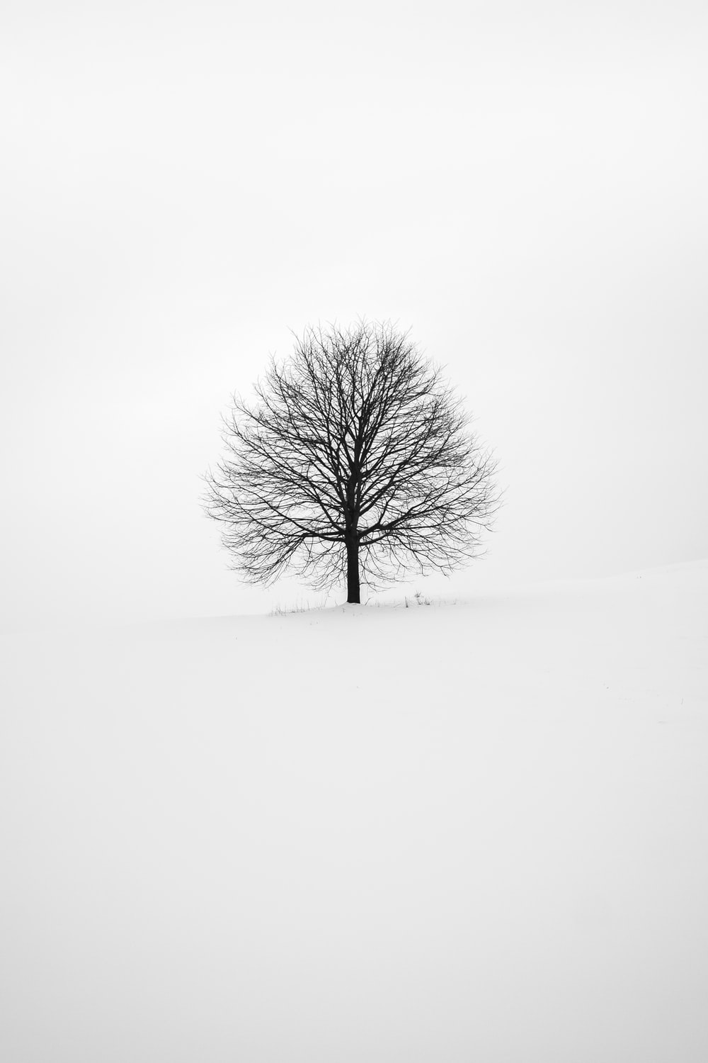 Black And White Wallpapers: Free HD Download [500+ HQ.