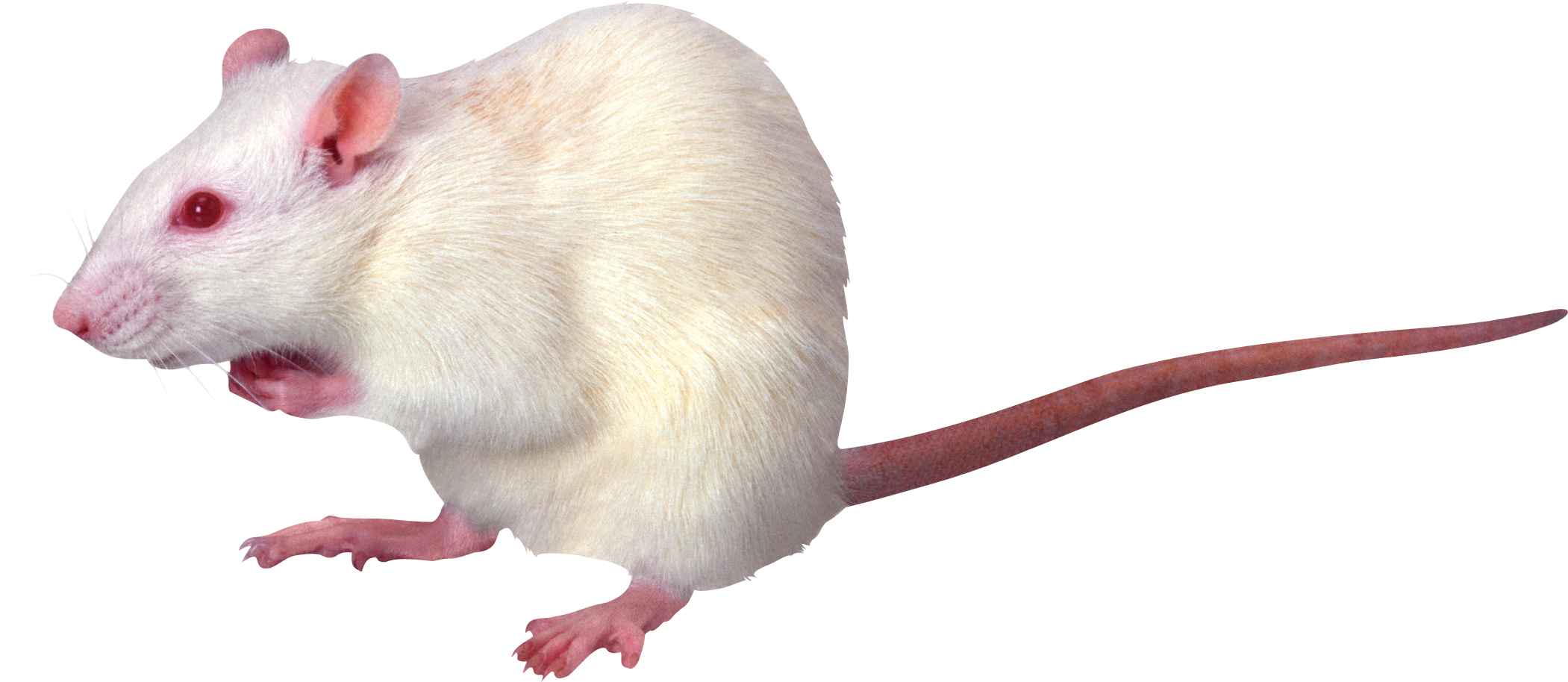 Rat, mouse, mice PNG free images, pictures.