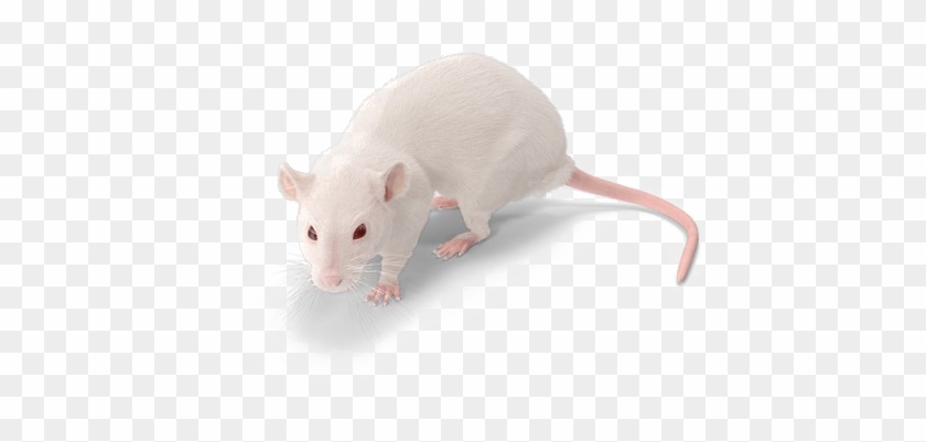 Rat Png Background Image.