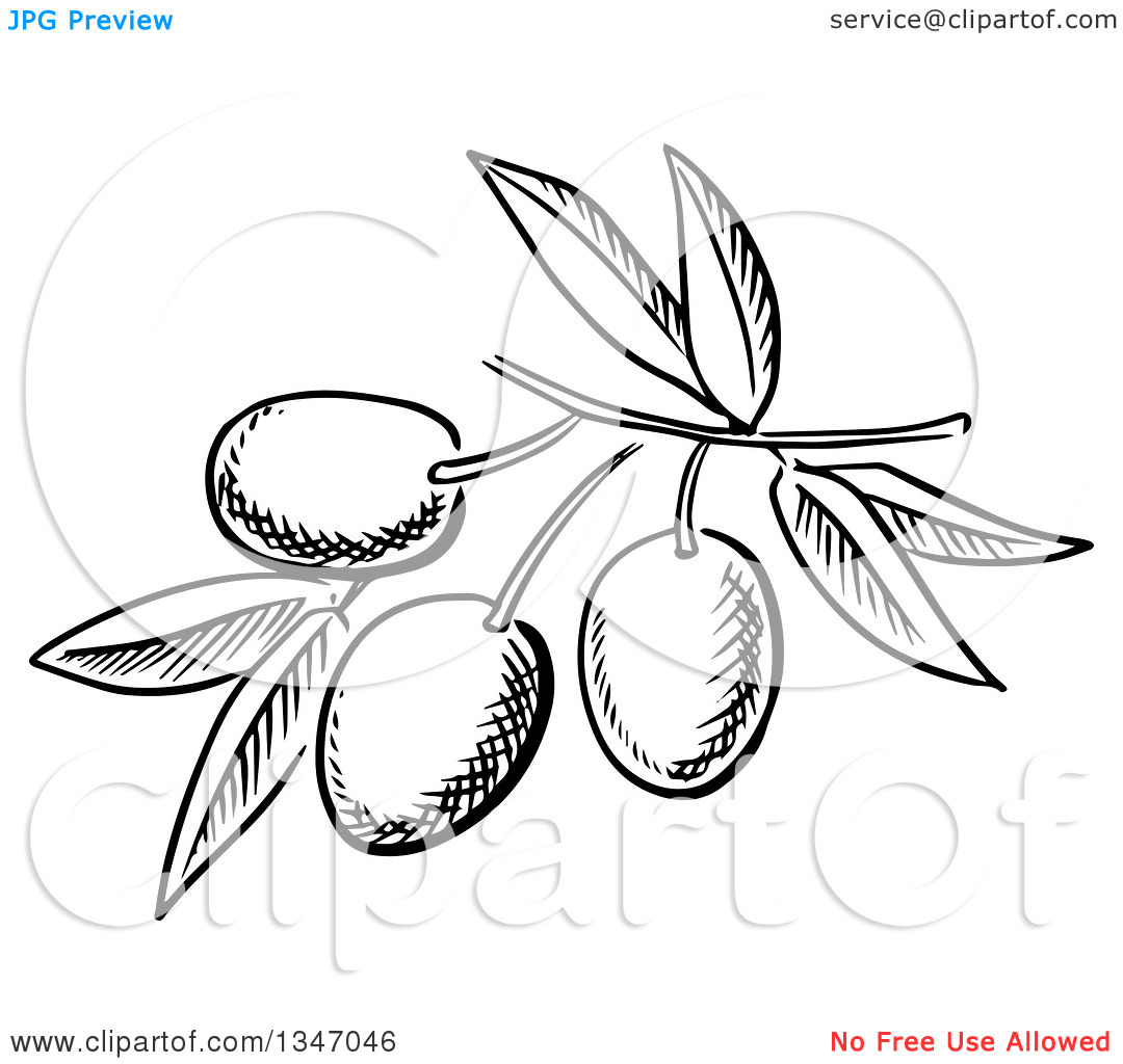 White Olive Clipart 20 Free Cliparts Download Images On Clipground 2024 