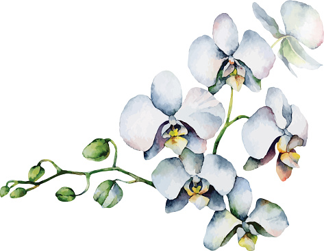 White orchid clipart 20 free Cliparts | Download images on Clipground 2022