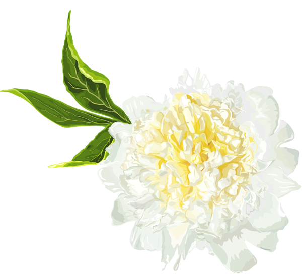 White Peony Clip Art Image.