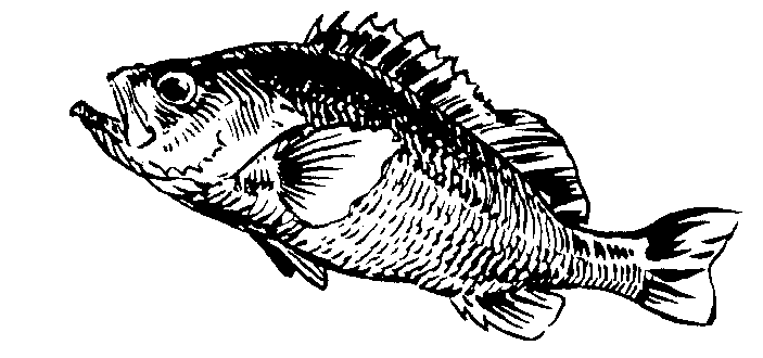 Download White perch clipart 20 free Cliparts | Download images on Clipground 2021
