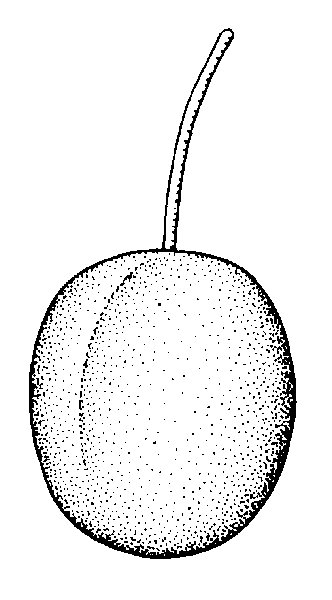 Plum clipart black and white.