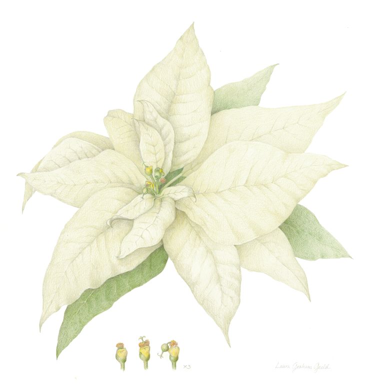 White Poinsettia Clipart.