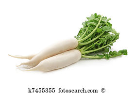 White radish Stock Photo Images. 15,165 white radish royalty free.
