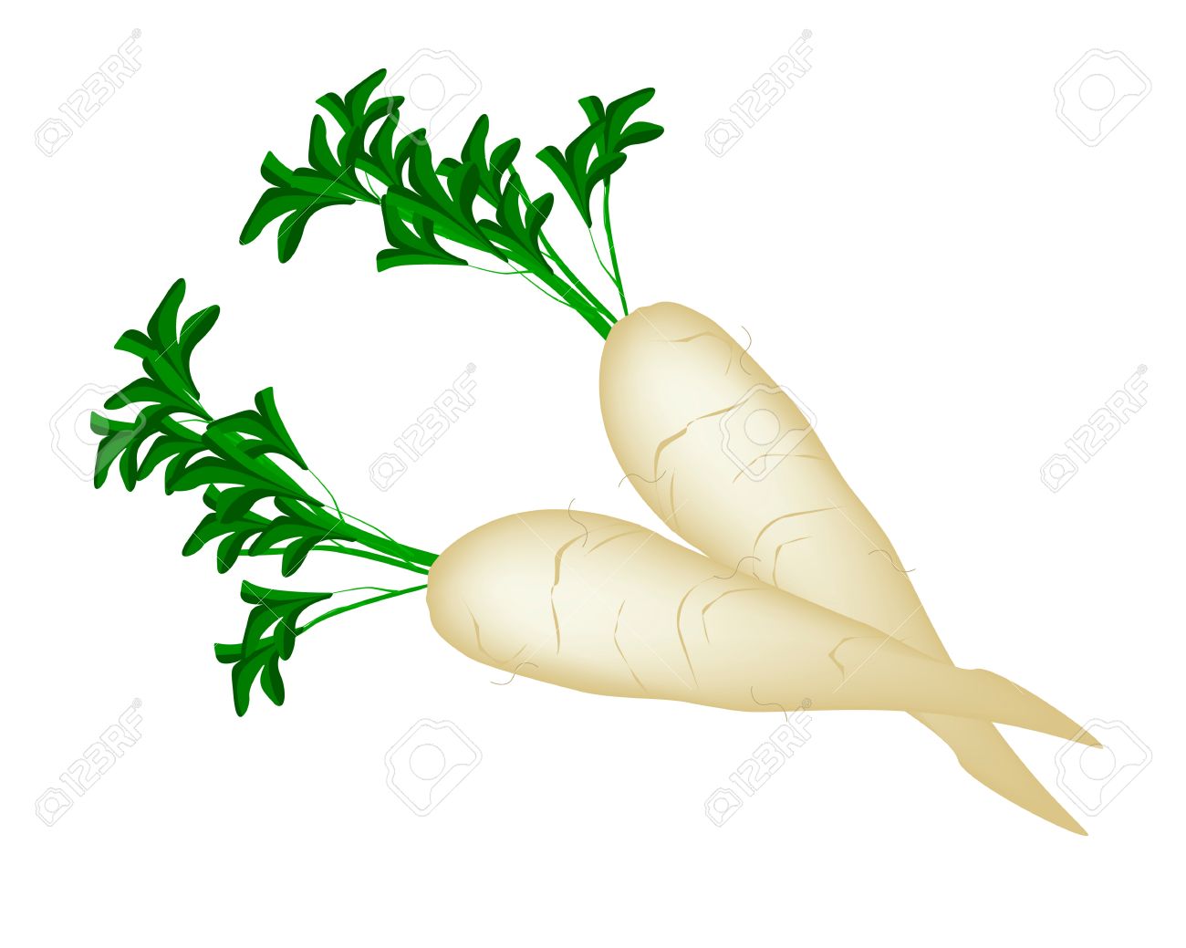 Vegetable, Vector Illustration Of Fresh White Radishes Or Daikon.