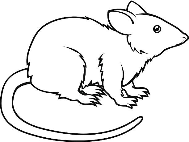 Black And White Rat Clipart.