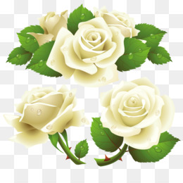 White Rose PNG.