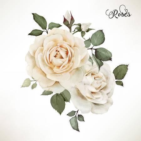 98,499 White Rose Stock Vector Illustration And Royalty Free White.