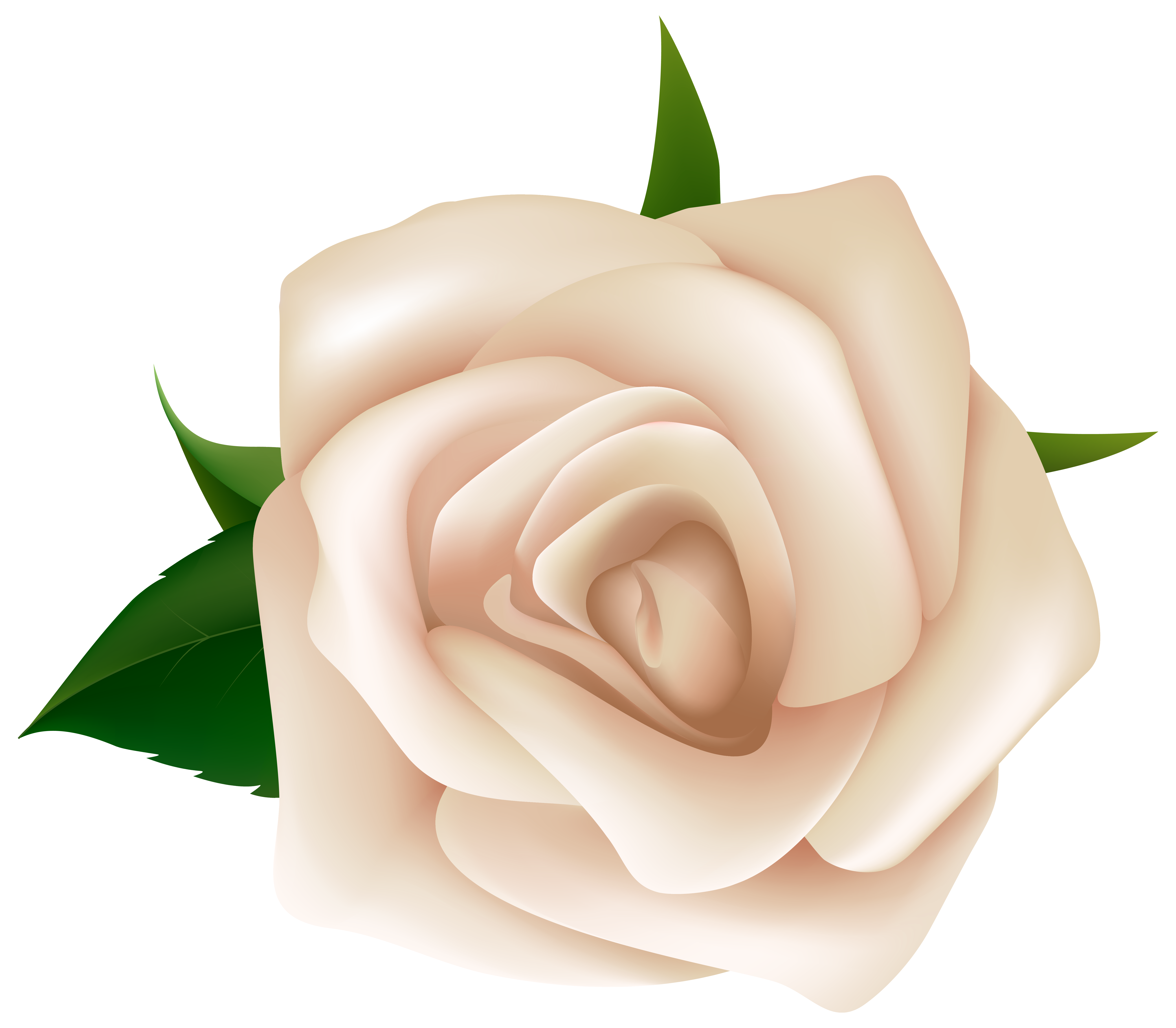 White Rose Clipart PNG Image.