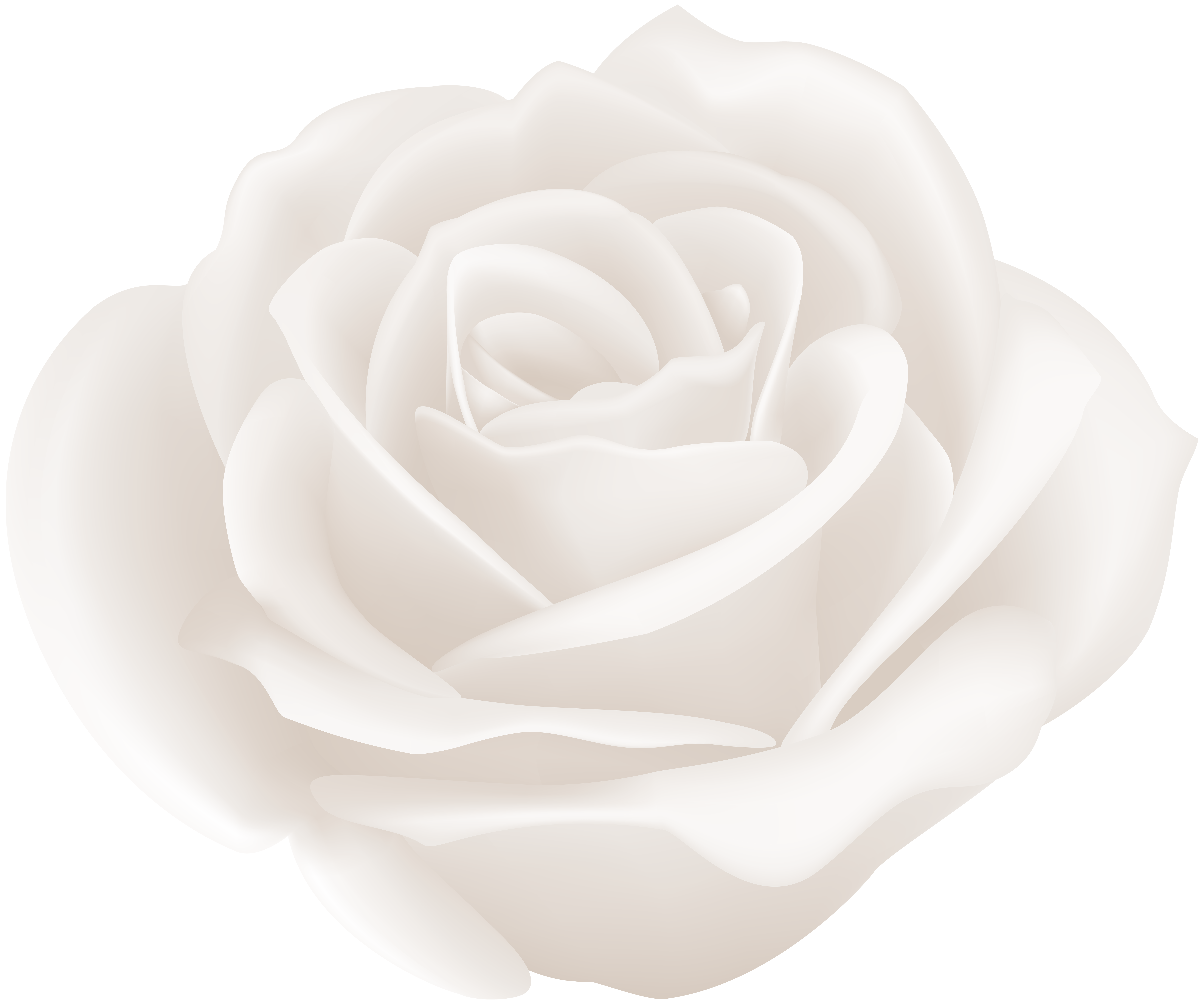 White Rose Clip Art Image.