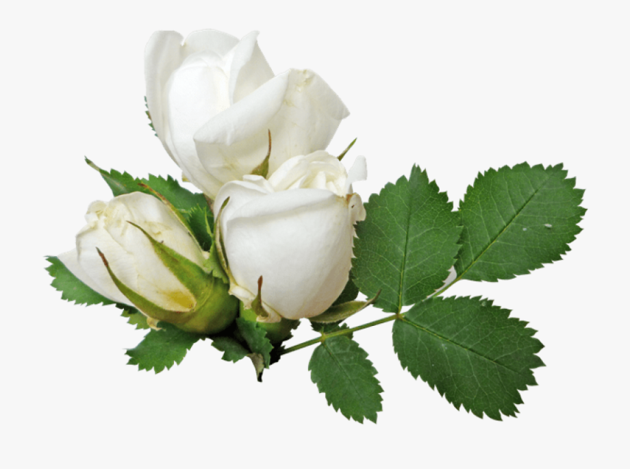 White Rose Clipart Green.