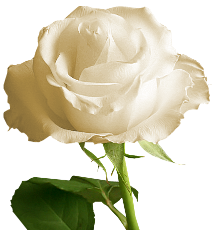 Transparent White Rose.