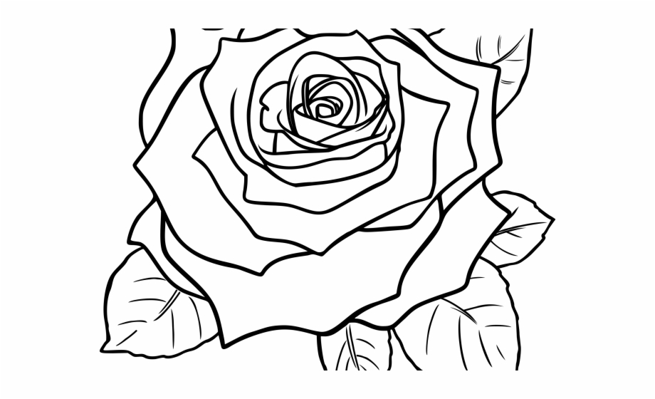 White Rose Clipart Png Format.