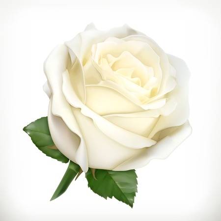 white rose pictures clip art 10 free Cliparts | Download images on ...