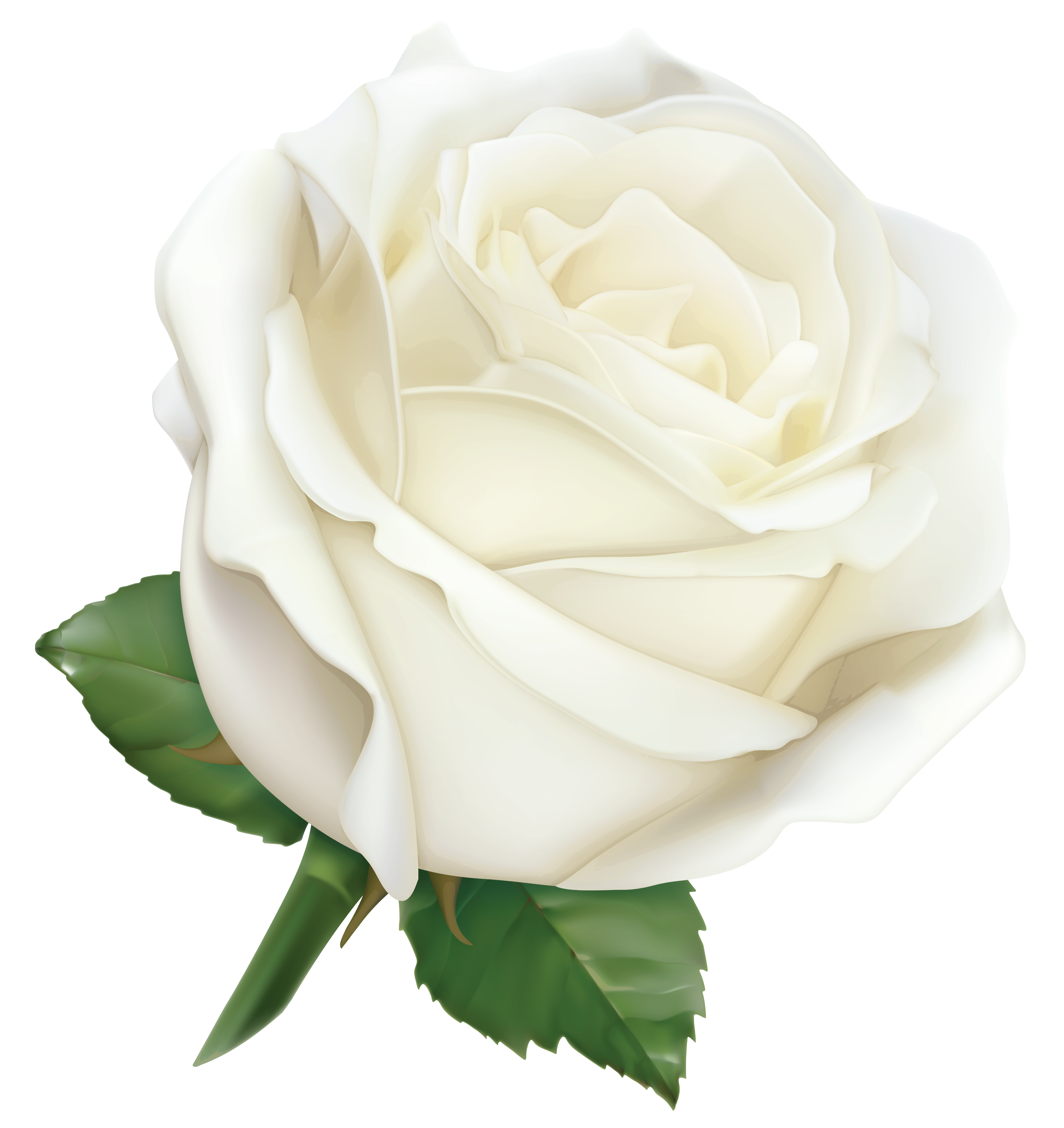 Large White Rose PNG Clipart Image.
