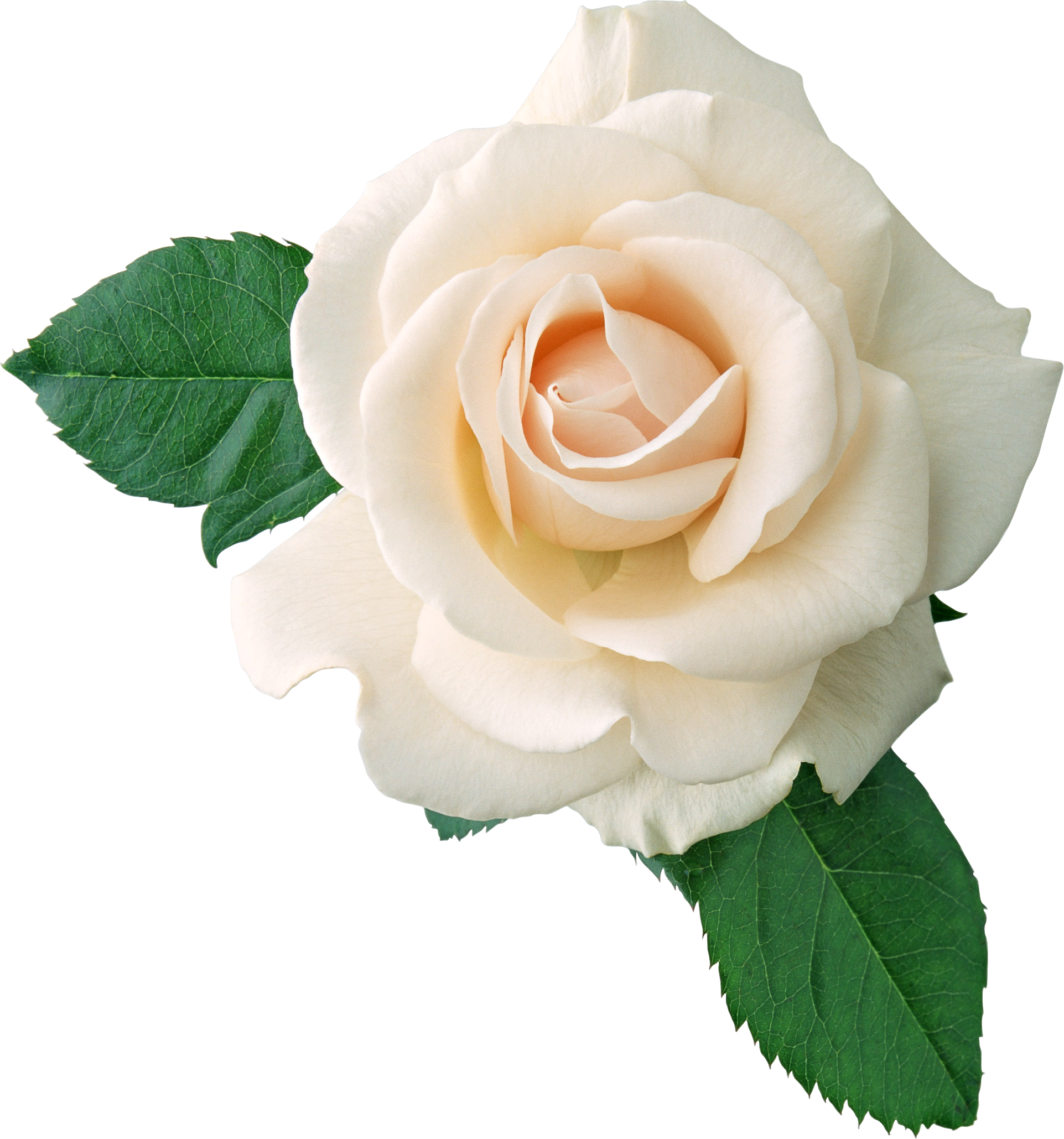 White Roses PNG Transparent White Roses.PNG Images..