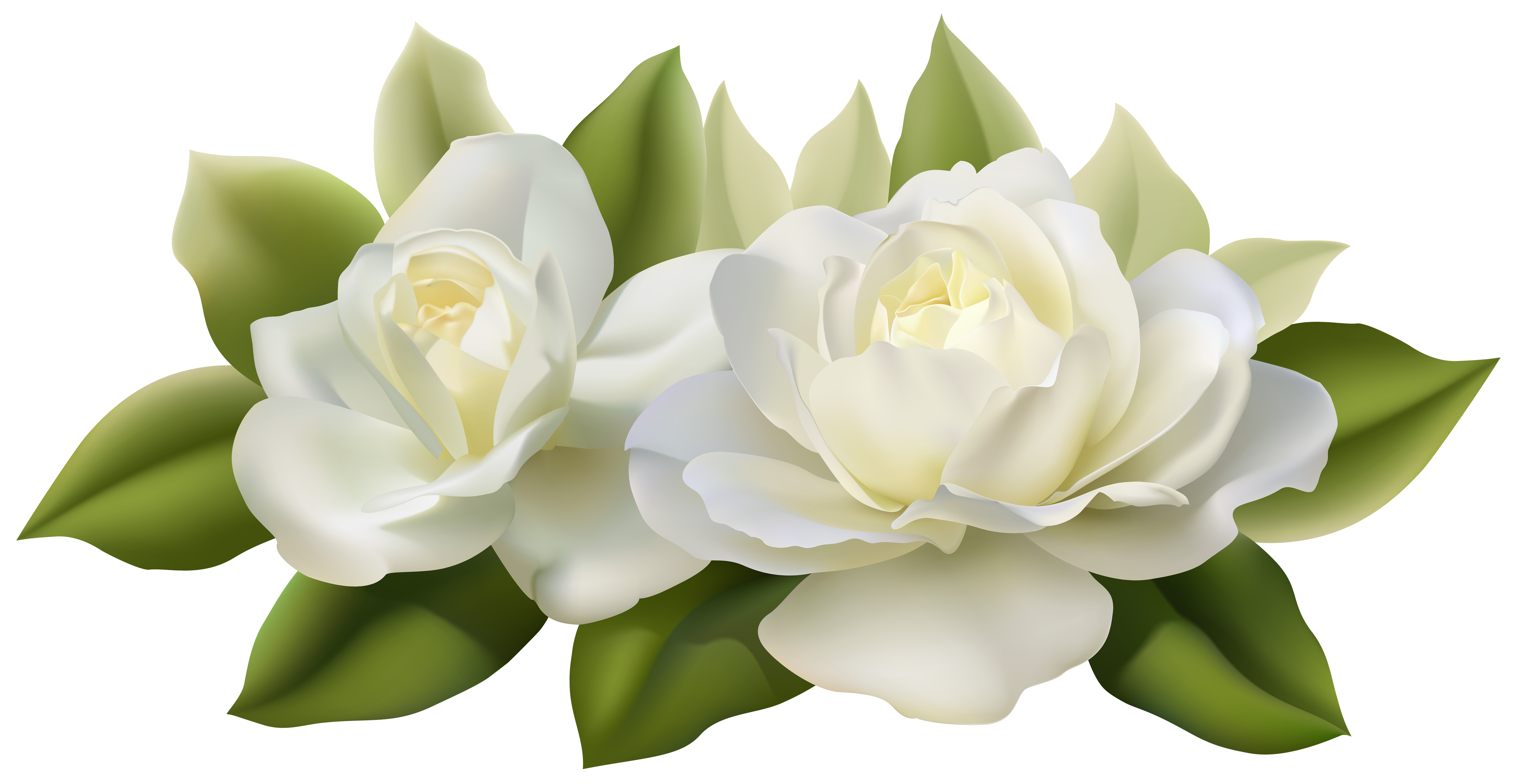 Flower Rose White Clip art.
