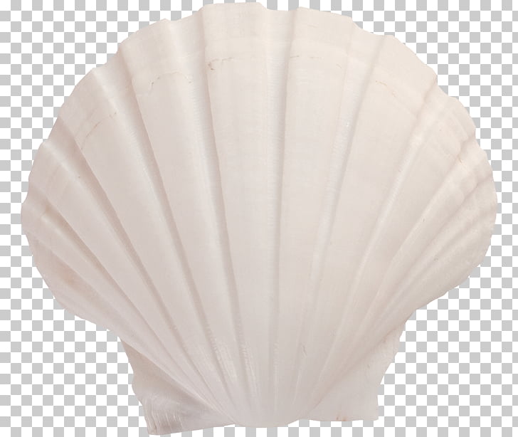 Lighting Seashell, White Shell PNG clipart.